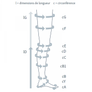 Bas de contention autofix mediven elegance medi