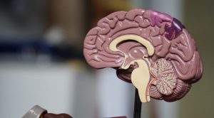 sante-cerveau-cognitif-tous-ergo
